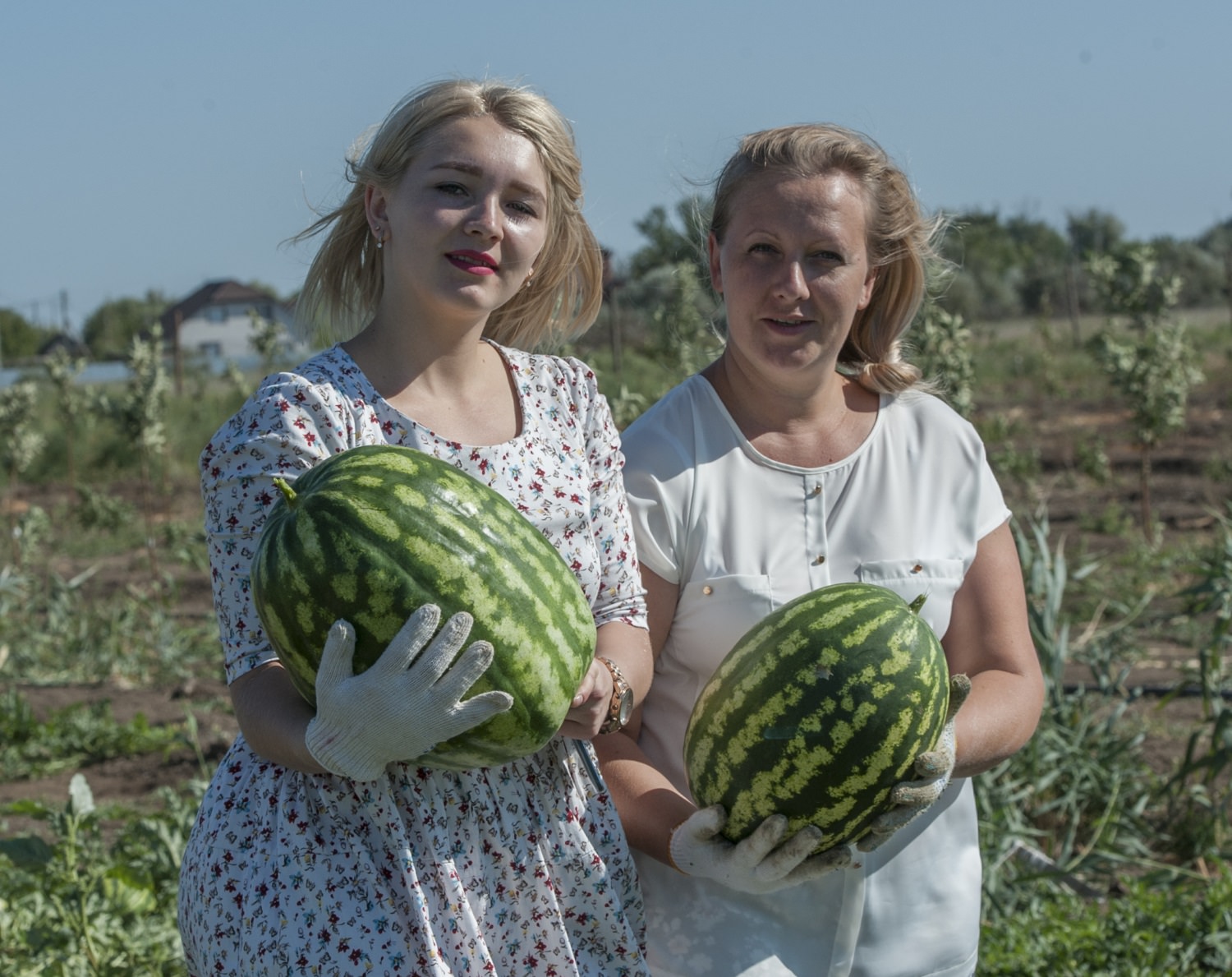 Собираем урожай!