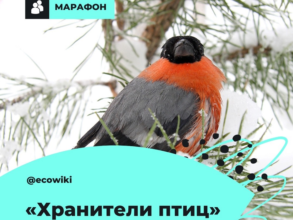 Конкурс «Хранители птиц»